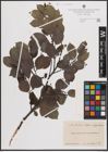 Foto von Salix aurita L. x Salix caprea L. x Salix phylicifolia L.